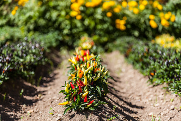 Image showing Hot peppers plant