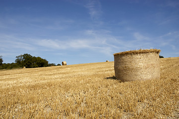 Image showing Golden fields