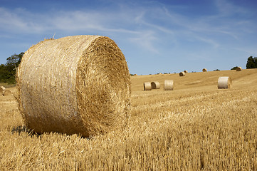 Image showing Golden fields