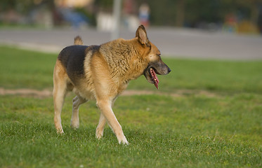 Image showing Looking for the catch