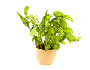 Image showing basil