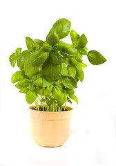 Image showing basil