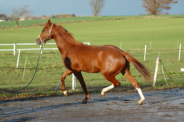 Image showing Horse