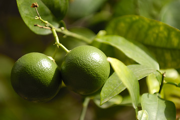 Image showing Lime tree