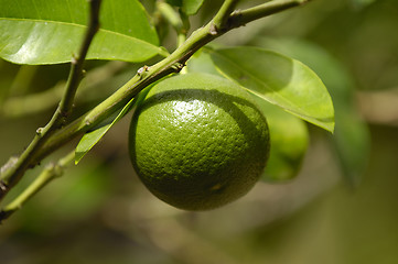 Image showing Lime fruit