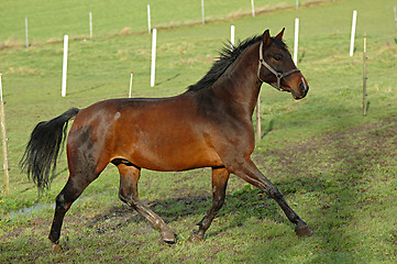 Image showing Horse on green field