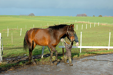 Image showing Horse and man