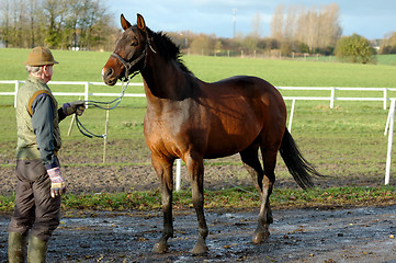 Image showing Man is holding horse