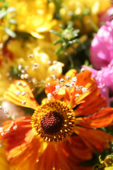 Image showing Autumn flowers