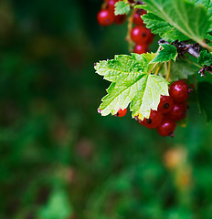 Image showing Redcurrant