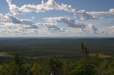 Image showing Forest scenery