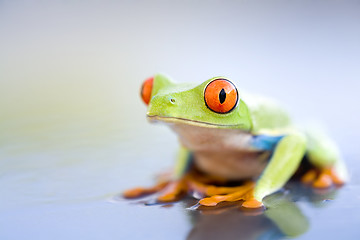 Image showing frog on wet metal closeup