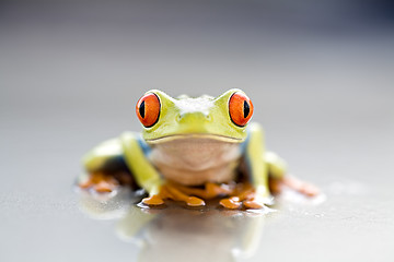 Image showing frog closeup