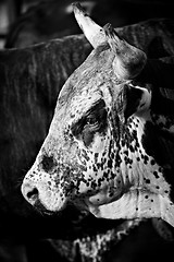 Image showing rodeo bull b&w