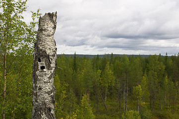 Image showing Hollow tree