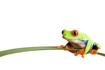 Image showing frog on a leaf