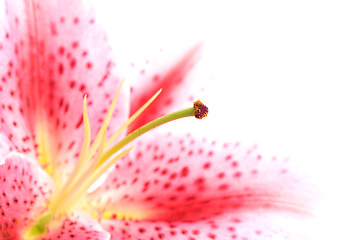 Image showing lily macro highkey on white