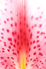 Image showing lily background macro
