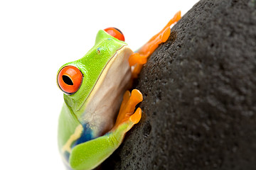 Image showing frog on a rock