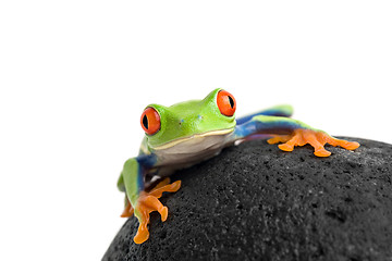 Image showing frog on a rock isolated white