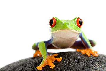 Image showing frog on the rocks