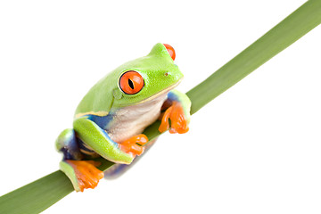 Image showing frog on a leaf isolated