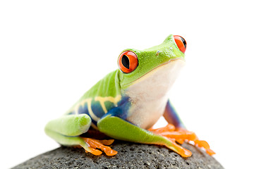 Image showing frog on a rock