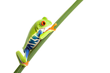 Image showing frog on leaf isolated white