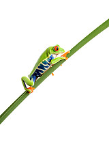 Image showing frog climbing up leaf