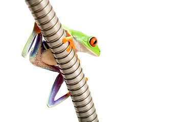 Image showing frog on metal tube isolated
