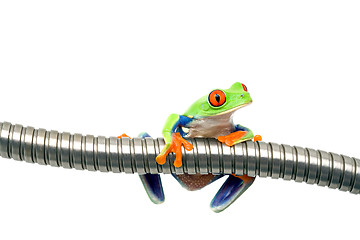 Image showing frog on metal isolated