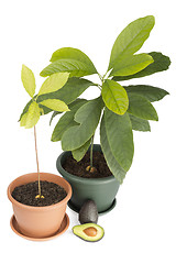 Image showing Two avocado plants and fruits