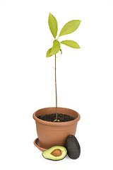 Image showing Avocado plants and fruits