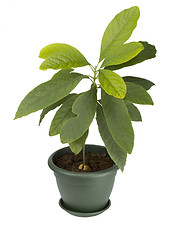 Image showing Avocado plant in a pot