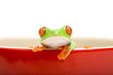 Image showing frog in cooking pot isolated on white