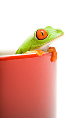 Image showing frog looking out of cooking pot