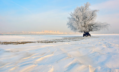 Image showing frozen tree on winter field 