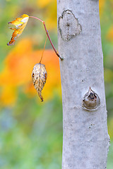 Image showing leaves and colors of autumn tree