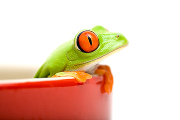 Image showing frog in a pot isolated