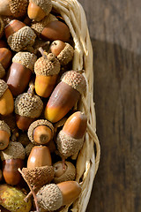 Image showing ripe acorns