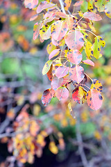 Image showing Colorful autumn leaves 