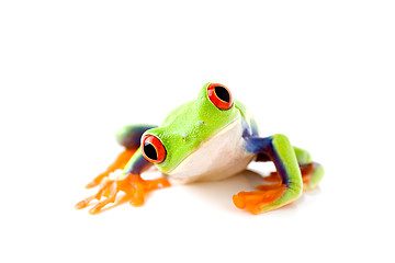 Image showing frog is curious