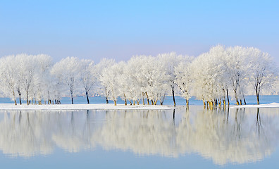 Image showing winter trees covered with frost