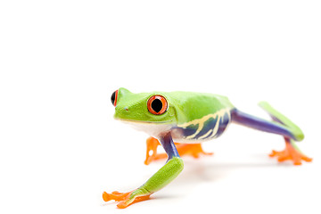 Image showing frog isolated on white