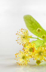 Image showing linden flowers 