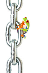 Image showing frog pondering on how to get back down