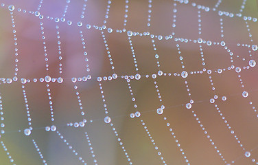 Image showing  spider web with dew drops