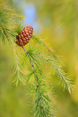 Image showing Close up cone on pine