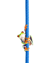 Image showing frog on a rope isolated white