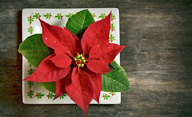 Image showing red christmas flower 